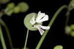 Balkan catchfly